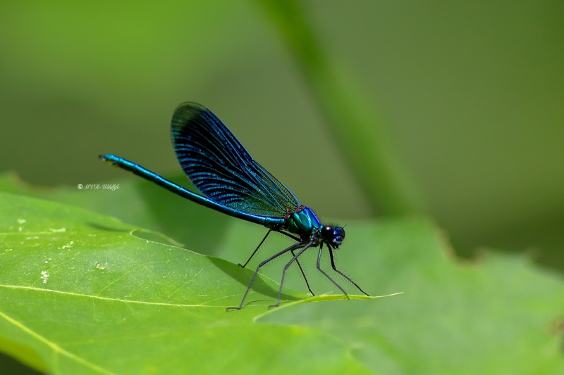 B65A4182-Weidebeekjuffer-Calopteryx-Splendens-Banded-Demoiselle-Gebanderte-Prachtlibelle-Calopteryx-eclatant
