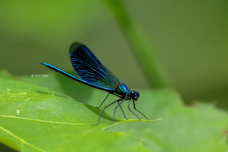 B65A4182-Weidebeekjuffer-Calopteryx-Splendens-Banded-Demoiselle-Gebanderte-Prachtlibelle-Calopteryx-eclatant