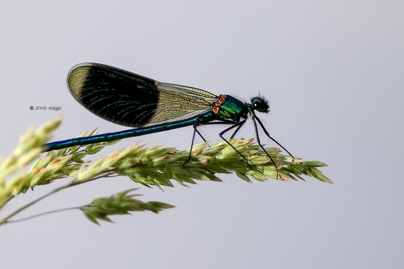 B65A4252-Weidebeekjuffer-Calopteryx-Splendens-Banded-Demoiselle-Gebanderte-Prachtlibelle-Calopteryx-eclatant