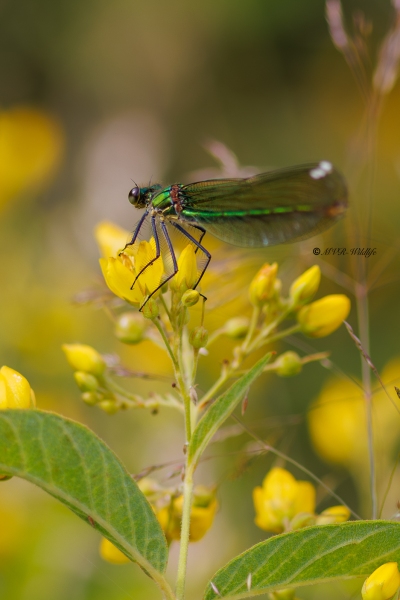 BR8A3133-Weidebeekjuffer-Calopteryx-Splendens-Banded-Demoiselle-Gebanderte-Prachtlibelle-Calopteryx-eclatant