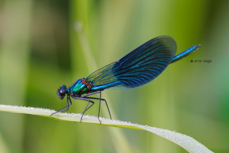 BR8A3137-Weidebeekjuffer-Calopteryx-Splendens-Banded-Demoiselle-Gebanderte-Prachtlibelle-Calopteryx-eclatant