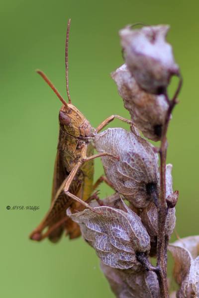 1_BR8A4481-Weidesprinkhaan-Chorthippus-dorsatus-Steppe-Grasshopper-Wiesengrashupfer-Le-Criquet-verte-echine_1