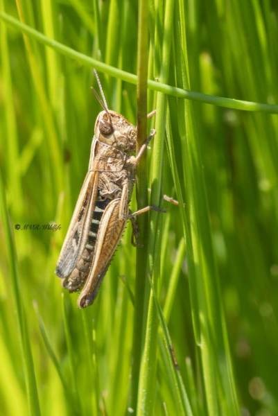 5X8A2253-Wekkertje-Omocestus-viridulus-Common-Green-Bunter-Grashupfer-Criquet-verdelet_1