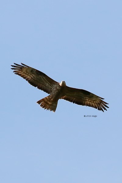 MG_5205-Wespendief-European-Honey-Wespenbussard-Bondree-apivore-Abejero-europeo_1