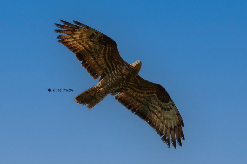 MG_5212-Wespendief-European-Honeybuzzard-Wespenbussard-Bondree-apivore-Abejero-europeo_1