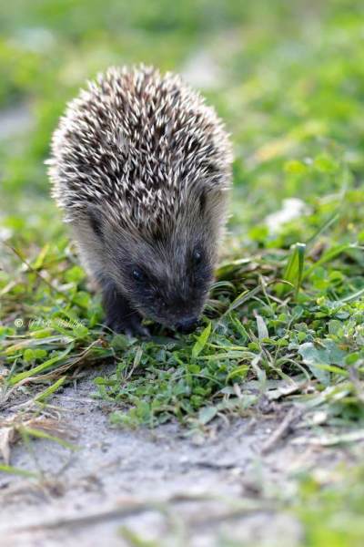 B65A6645-West-Europese-Egel-Western-European-Hedgehog-Westeuropaischer-Igel-Herisson-dEurope-Erizo-europeo_1