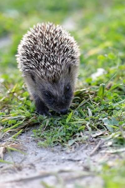 B65A6645-West-Europese-Egel-Western-European-Hedgehog-Westeuropaischer-Igel-Herisson-dEurope-Erizo-europeo_1