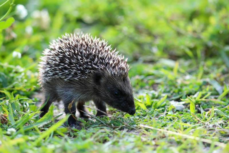 B65A6672-West-Europese-Egel-Western-European-Hedgehog-Westeuropaischer-Igel-Herisson-dEurope-Erizo-europeo_1