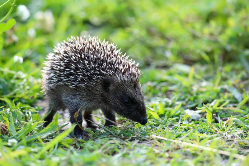 B65A6672-West-Europese-Egel-Western-European-Hedgehog-Westeuropaischer-Igel-Herisson-dEurope-Erizo-europeo_1