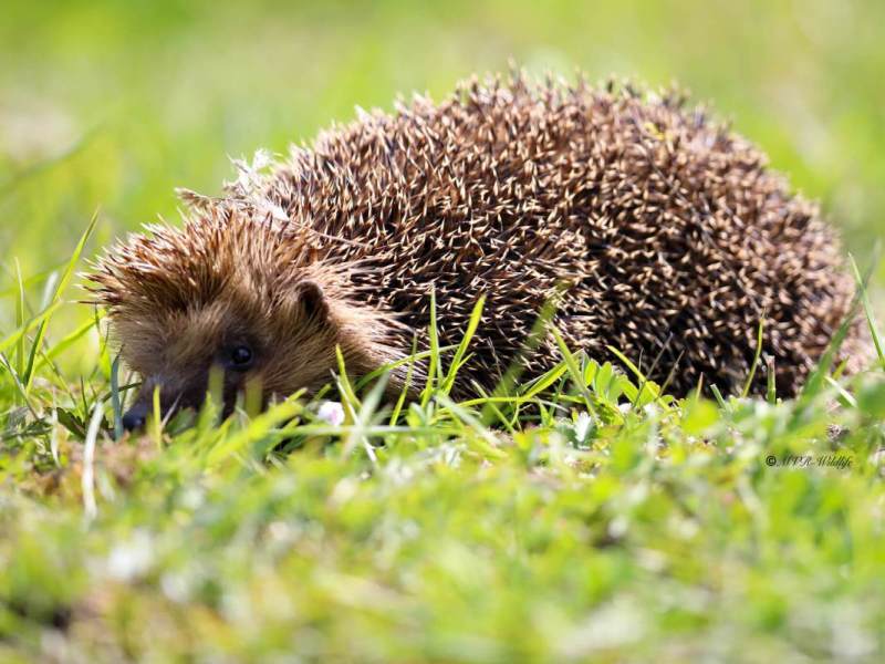 B65A9744-West-Europese-Egel-Western-European-Hedgehog-Westeuropaischer-Igel-Herisson-dEurope-Erizo-europeo_1