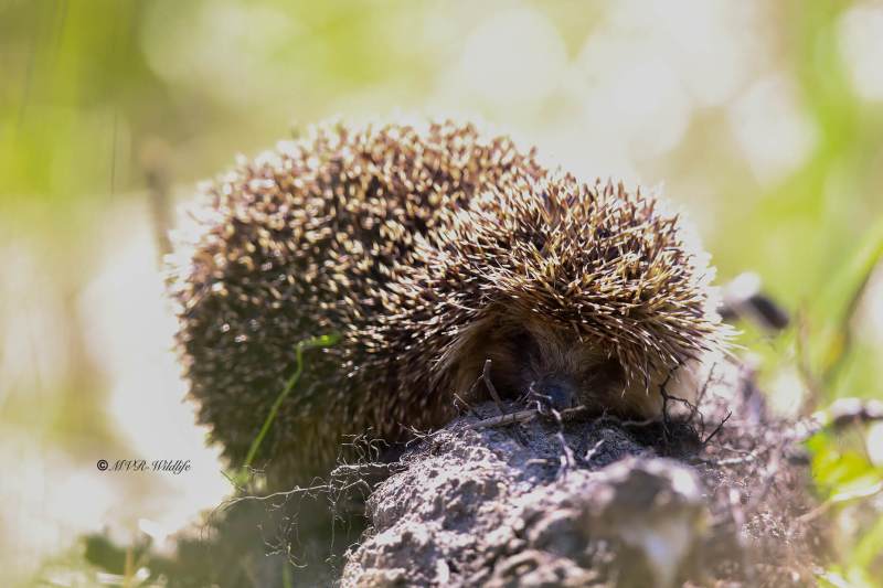 B65A9776-West-Europese-Egel-Western-European-Hedgehog-Westeuropaischer-Igel-Herisson-dEurope-Erizo-europeo_1