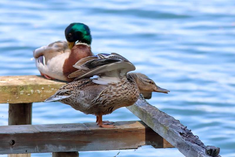 B65A2190-Wilde-Eend-Mallard-Stockente-Canard-colvert-Cerceta-real_1