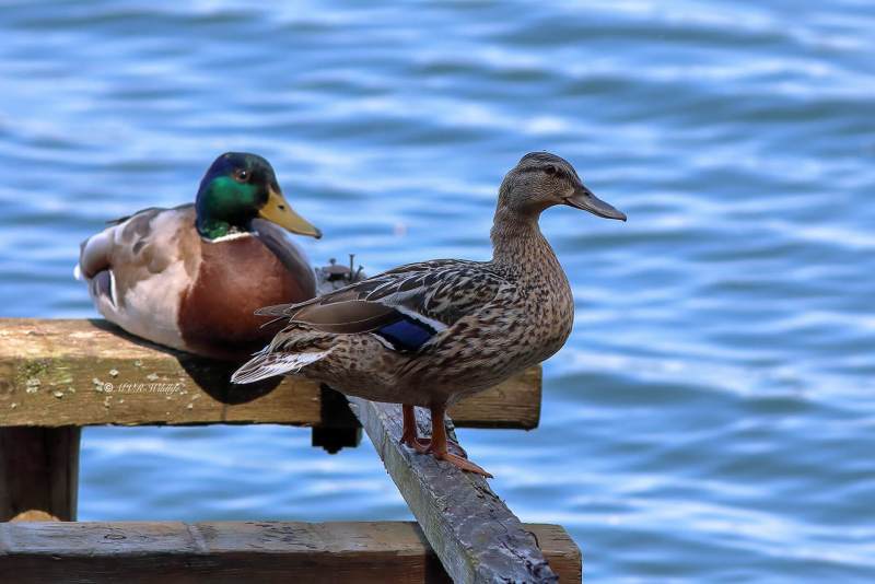 B65A2194-Wilde-Eend-Mallard-Stockente-Canard-colvert-Cerceta-real_1