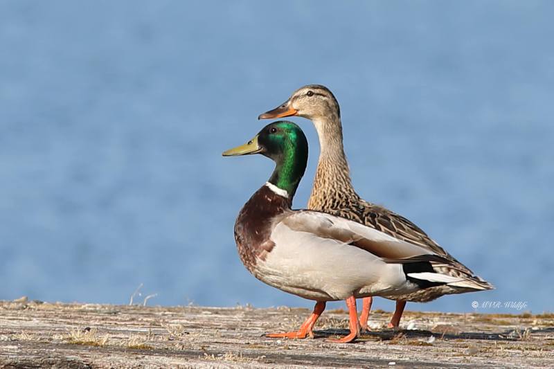B65A9629-Wilde-Eend-Mallard-Stockente-Canard-colvert-Cerceta-real_1