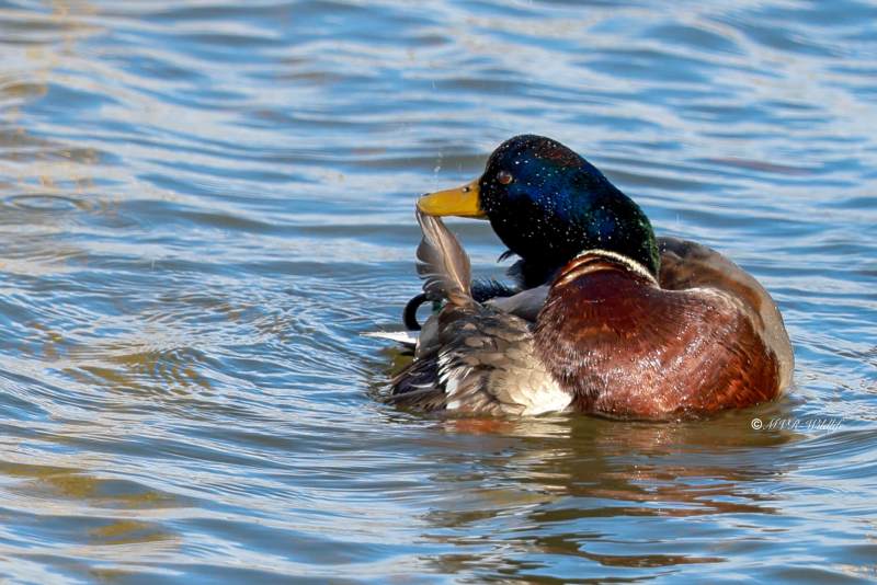 BR8A0021-Wilde-Eend-Mallard-Stockente-Canard-colvert-Cerceta-real_1