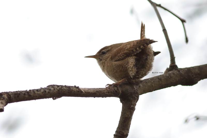 B65A7773-Winterkoning-Wren-Zaunkonig-Troglodyte-mignon-Chochin-comun_1