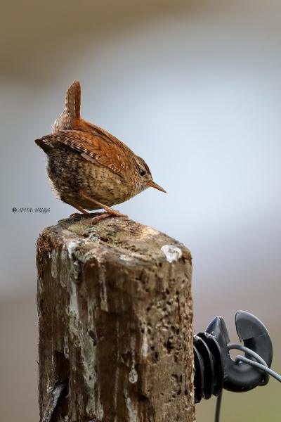 B65A8931-Winterkoning-Wren-Zaunkonig-Troglodyte-mignon-Chochin-comun_1