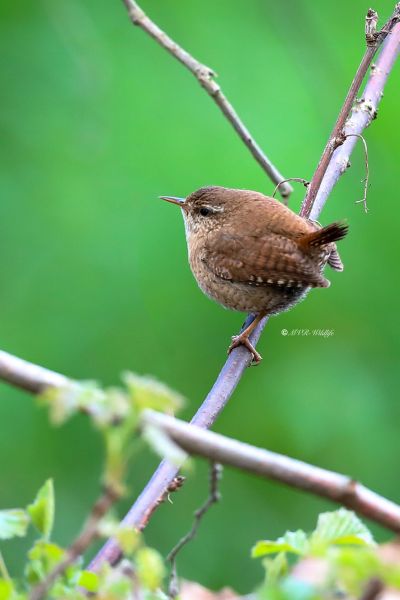 B65A8988-Winterkoning-Wren-Zaunkonig-Troglodyte-mignon-Chochin-comun_1