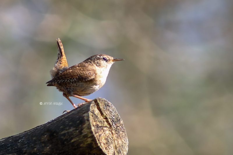 B65A9371-Winterkoning-Wren-Zaunkonig-Troglodyte-mignon-Chochin-comun_1