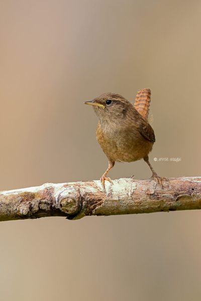 BR8A3167-Winterkoning-Wren-Zaunkonig-Troglodyte-mignon-Chochin-comun_1