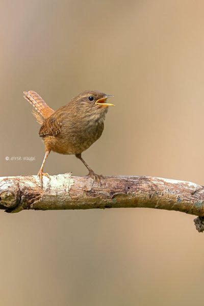 BR8A3170-Winterkoning-Wren-Zaunkonig-Troglodyte-mignon-Chochin-comun_1