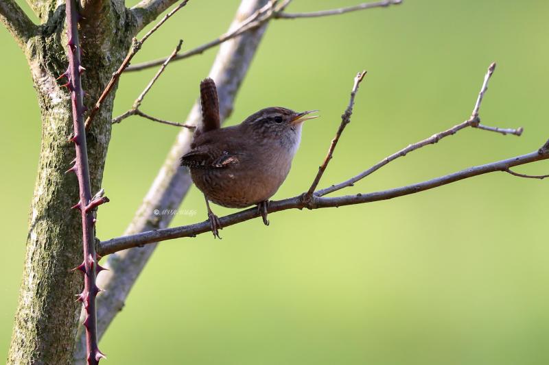 BR8A3864-Winterkoning-Wren-Zaunkonig-Troglodyte-mignon-Chochin-comun_1