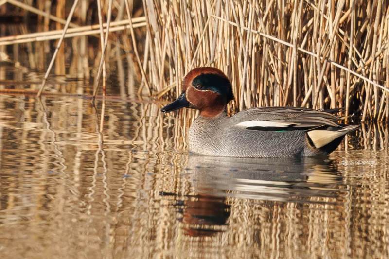 BR8A5029-Wintertaling-Anas-crecca-Eurasian-Teal-Krickente-Sarcelle-dhiver-Cerceta-comun_1