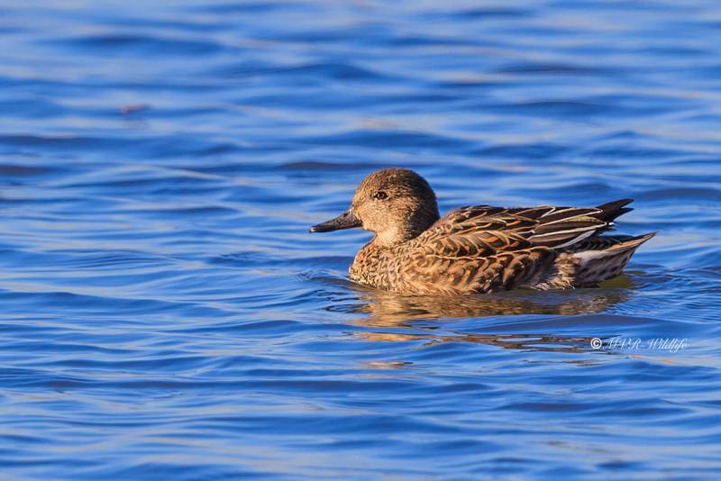 BR8A5439-Wintertaling-Anas-crecca-Eurasian-Teal-Krickente-Sarcelle-dhiver-Cerceta-comun_1
