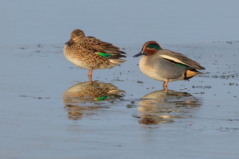 BR8A5783-Wintertaling-Anas-crecca-Eurasian-Teal-Krickente-Sarcelle-dhiver-Cerceta-comun_1