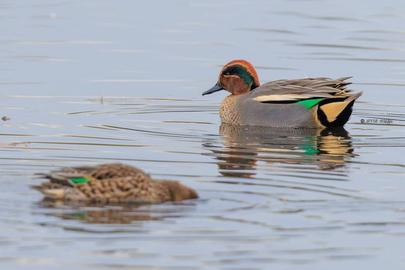 BR8A8693-Wintertaling-Anas-crecca-Eurasian-Teal-Krickente-Sarcelle-dhiver-Cerceta-comun_1