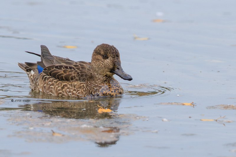 BR8A8794-Wintertaling-Anas-crecca-Eurasian-Teal-Krickente-Sarcelle-dhiver-Cerceta-comun_1