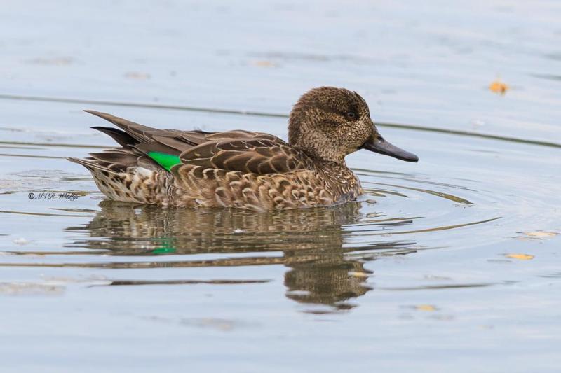 BR8A8797-Wintertaling-Anas-crecca-Eurasian-Teal-Krickente-Sarcelle-dhiver-Cerceta-comun_1
