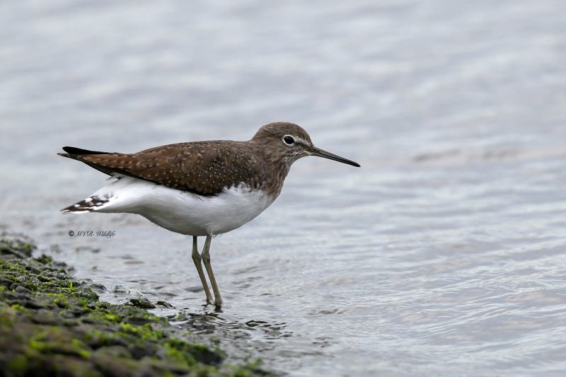 BR8A4271-Witgat-Green-Sandpiper-Waldwasserlaufer-Chevalier-cul-blanc-Andarrios-grande_1