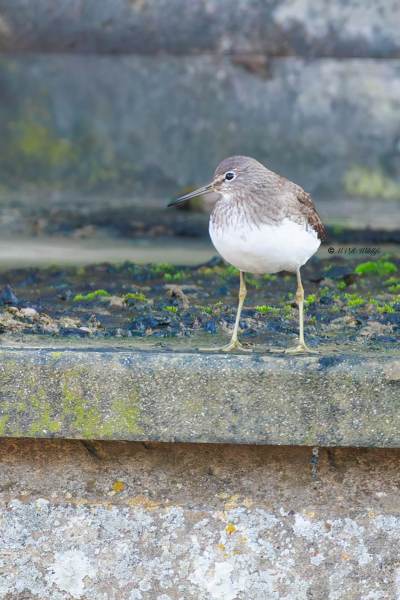 BR8A9651-Witgat-Green-Sandpiper-Waldwasserlaufer-Chevalier-cul-blanc-Andarrios-grande_1