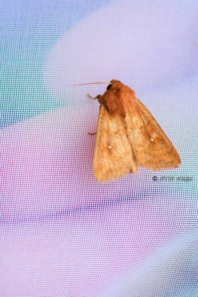 BR8A4720-Witstipgrasuil-Mythimna-albipuncta-White-point-Weispunkt-Graseule-Point-blanc_1