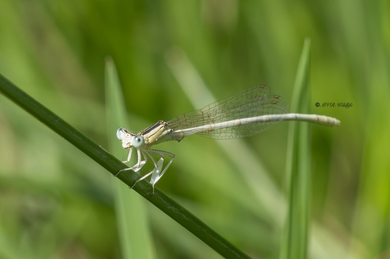 5X8A9887-Witte-breedscheenjuffer-Platycnemis-latipes-White-Featherleg-Weise-Federlibelle-Pennipatte-blanchatre-caballito-patiblanco