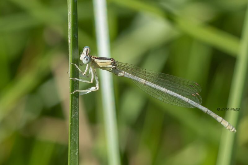 5X8A9903-Witte-breedscheenjuffer-Platycnemis-latipes-White-Featherleg-Weise-Federlibelle-Pennipatte-blanchatre-caballito-patiblanco