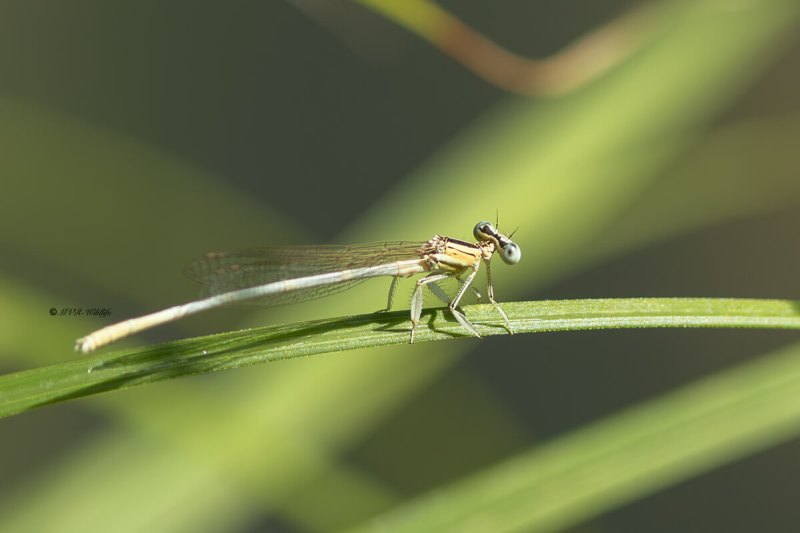 5X8A9948-Witte-breedscheenjuffer-Platycnemis-latipes-White-Featherleg-Weise-Federlibelle-Pennipatte-blanchatre-caballito-patiblanco