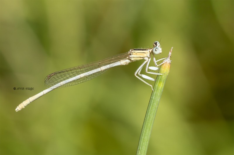 5X8A9974-Witte-breedscheenjuffer-Platycnemis-latipes-White-Featherleg-Weise-Federlibelle-Pennipatte-blanchatre-caballito-patiblanco