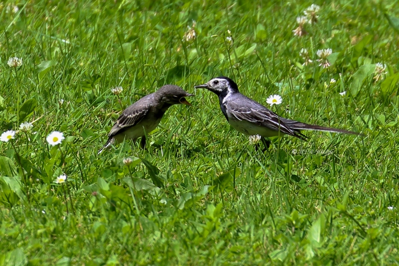 177A5142-Witte-Kwikstaart-White-Wagtail-Bachstelze-Bergeronnette-Grise-Lavandera-Blanca