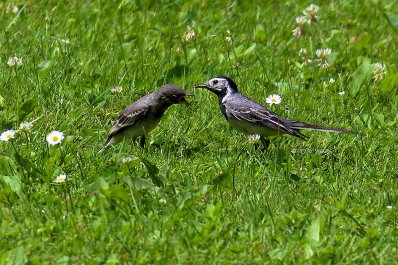 177A5142-Witte-Kwikstaart-White-Wagtail-Bachstelze-Bergeronnette-Grise-Lavandera-Blanca_1