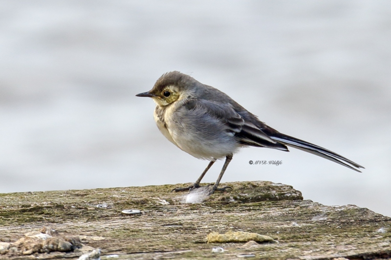 77A0577-Witte-Kwikstaart-White-Wagtail-Bachstelze-Bergeronnette-Grise-Lavandera-Blanca
