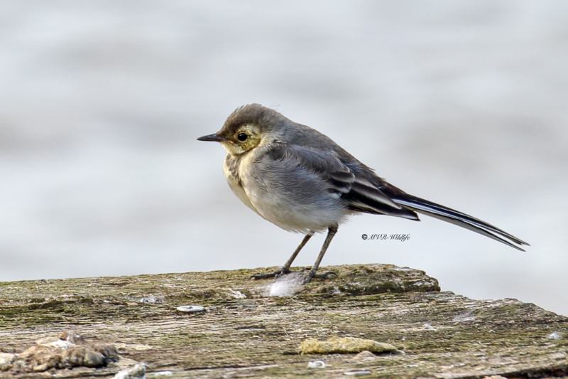 77A0577-Witte-Kwikstaart-White-Wagtail-Bachstelze-Bergeronnette-Grise-Lavandera-Blanca_1