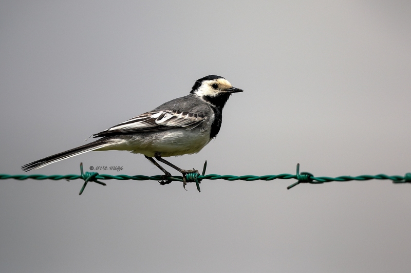 B65A1918-Witte-Kwikstaart-White-Wagtail-Bachstelze-Bergeronnette-Grise-Lavandera-Blanca