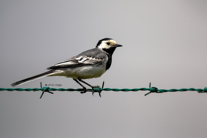 B65A1918-Witte-Kwikstaart-White-Wagtail-Bachstelze-Bergeronnette-Grise-Lavandera-Blanca_1