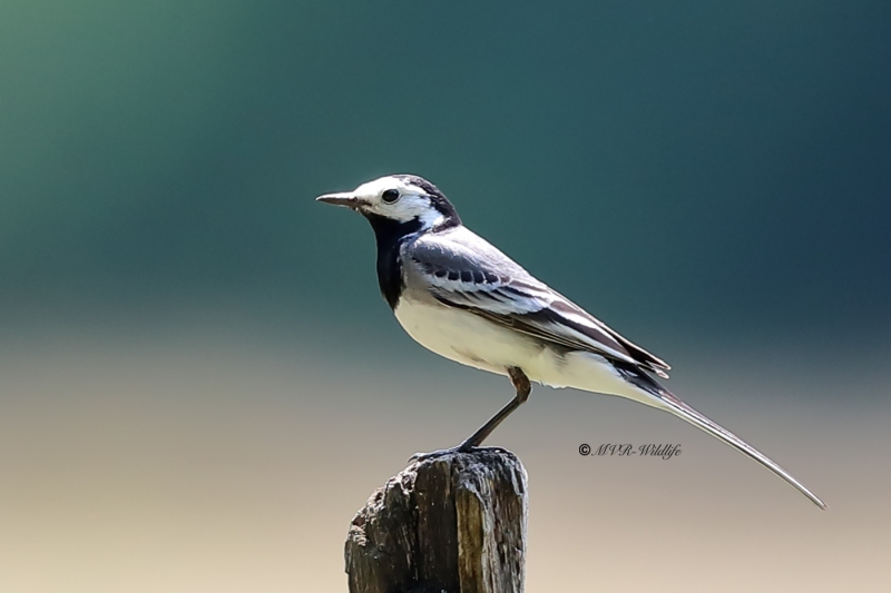 B65A9844-Witte-Kwikstaart-White-Wagtail-Bachstelze-Bergeronnette-Grise-Lavandera-Blanca