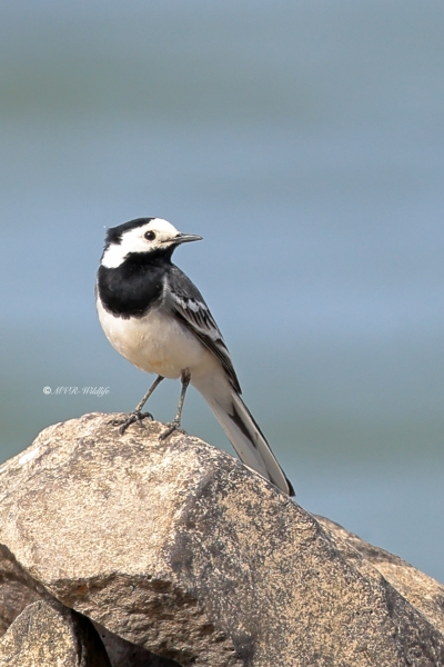 BR8A0866-Witte-Kwikstaart-White-Wagtail-Bachstelze-Bergeronnette-Grise-Lavandera-Blanca