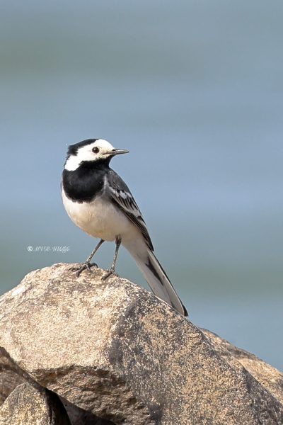 BR8A0866-Witte-Kwikstaart-White-Wagtail-Bachstelze-Bergeronnette-Grise-Lavandera-Blanca_1