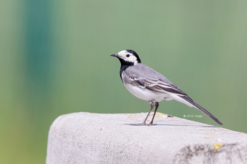 BR8A2327-Witte-Kwikstaart-White-Wagtail-Bachstelze-Bergeronnette-Grise-Lavandera-Blanca