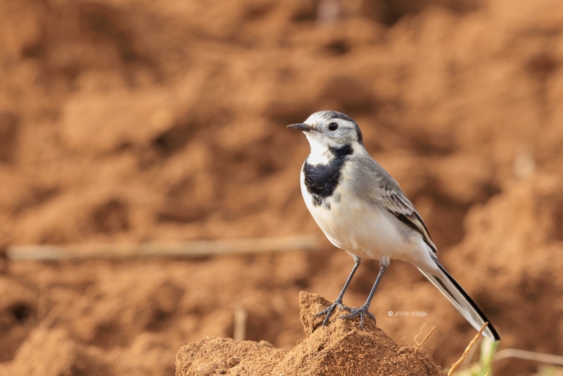 BR8A4152-Witte-Kwikstaart-White-Wagtail-Bachstelze-Bergeronnette-Grise-Lavandera-Blanca